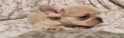 French Bulldog dogs for sale: Louie - Ad 12