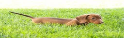 Miniature Dachshund dogs for sale: Ike  - Ad 7