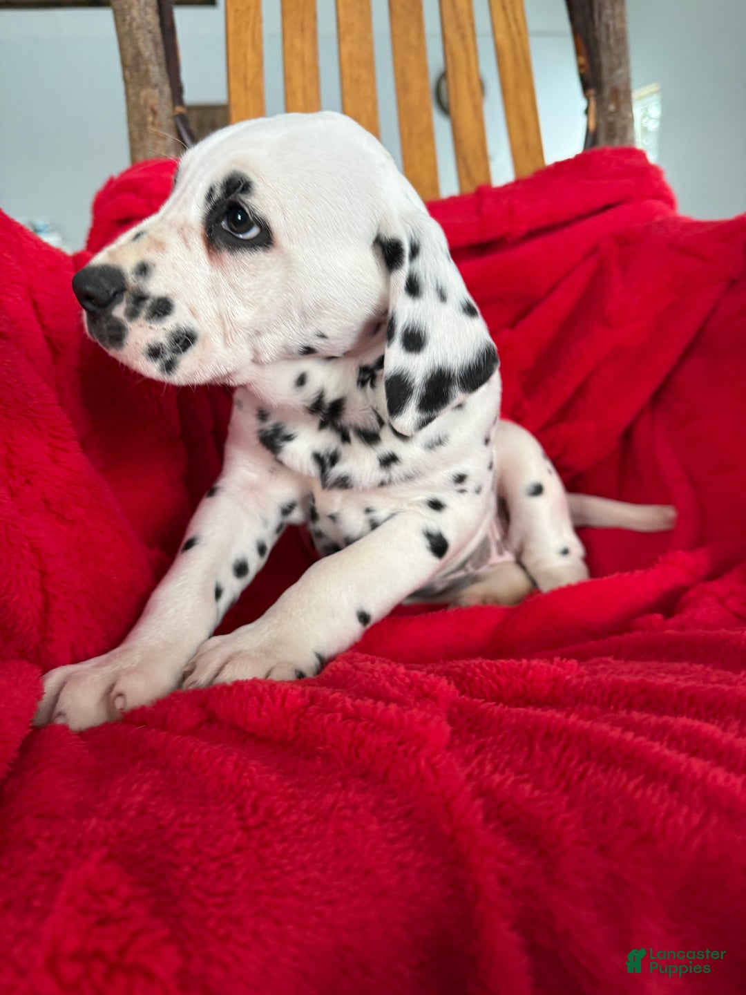 Dalmatian dogs for sale: Trinity - Ad 14