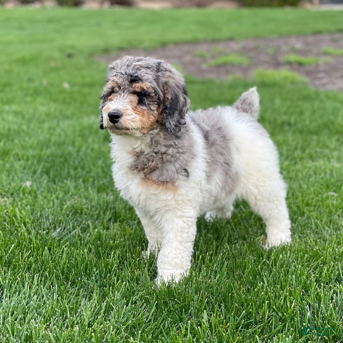 Meadow Lane Puppies | Lancaster Puppies