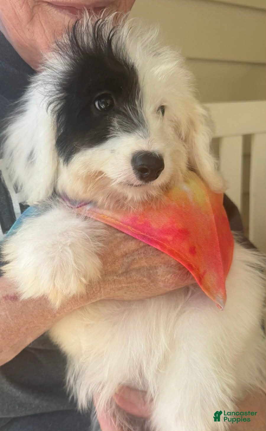 Mini Sheepadoodle dogs Mini Sheepadoodle Puppy 1 - Ad 1