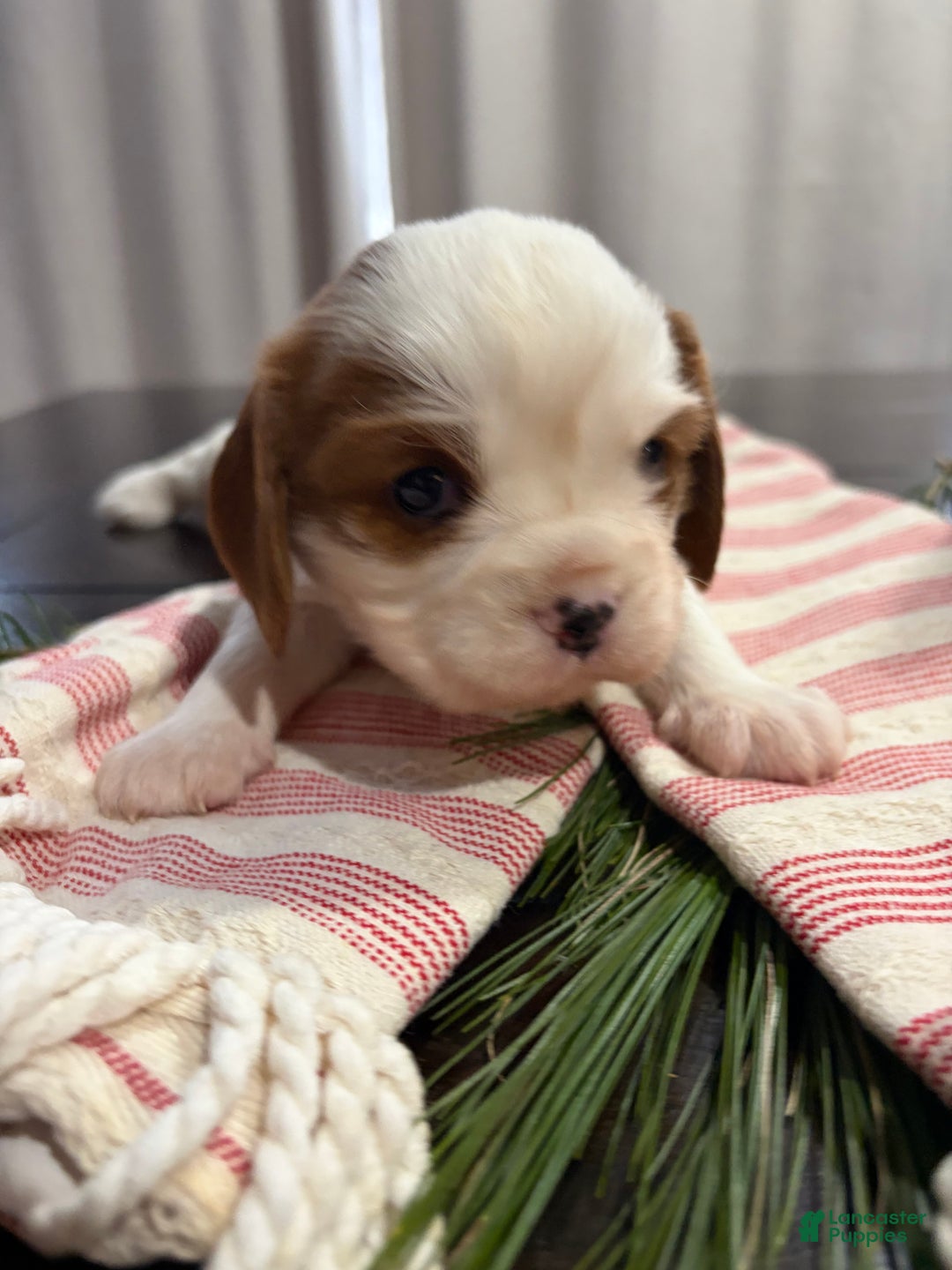 Cavalier King Charles Spaniel dogs for sale: Shepherd  - Ad 1