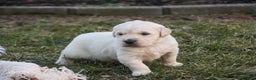 Golden Retriever dogs for sale: Rugby - Ad 5
