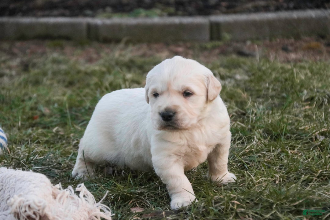 Golden Retriever dogs for sale: Rugby - Ad 5