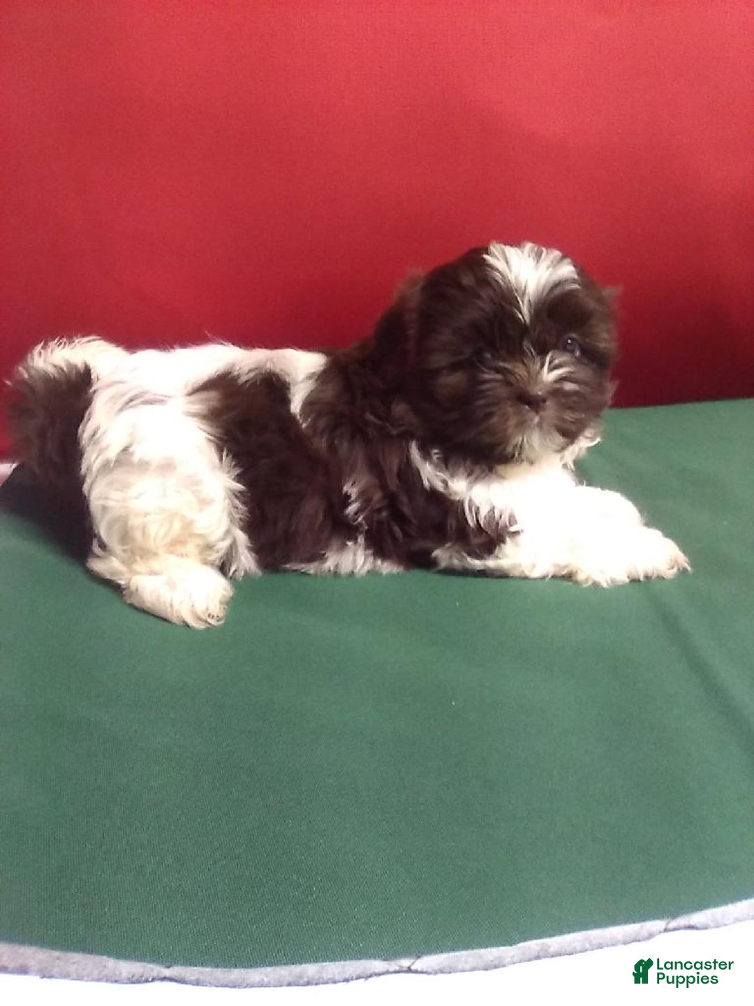 Shih Tzu dogs for sale: Samantha - Ad 2