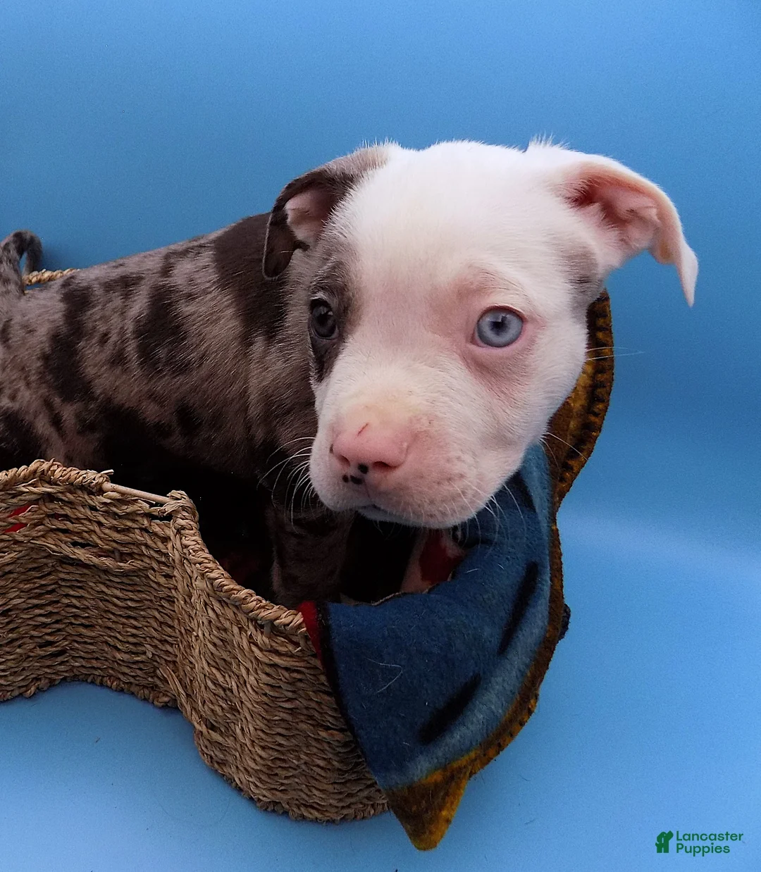 Mixed Breed dogs for sale: Zuko - Ad 7