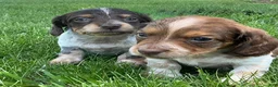 Miniature Dachshund dogs for sale: Cooper - Ad 16