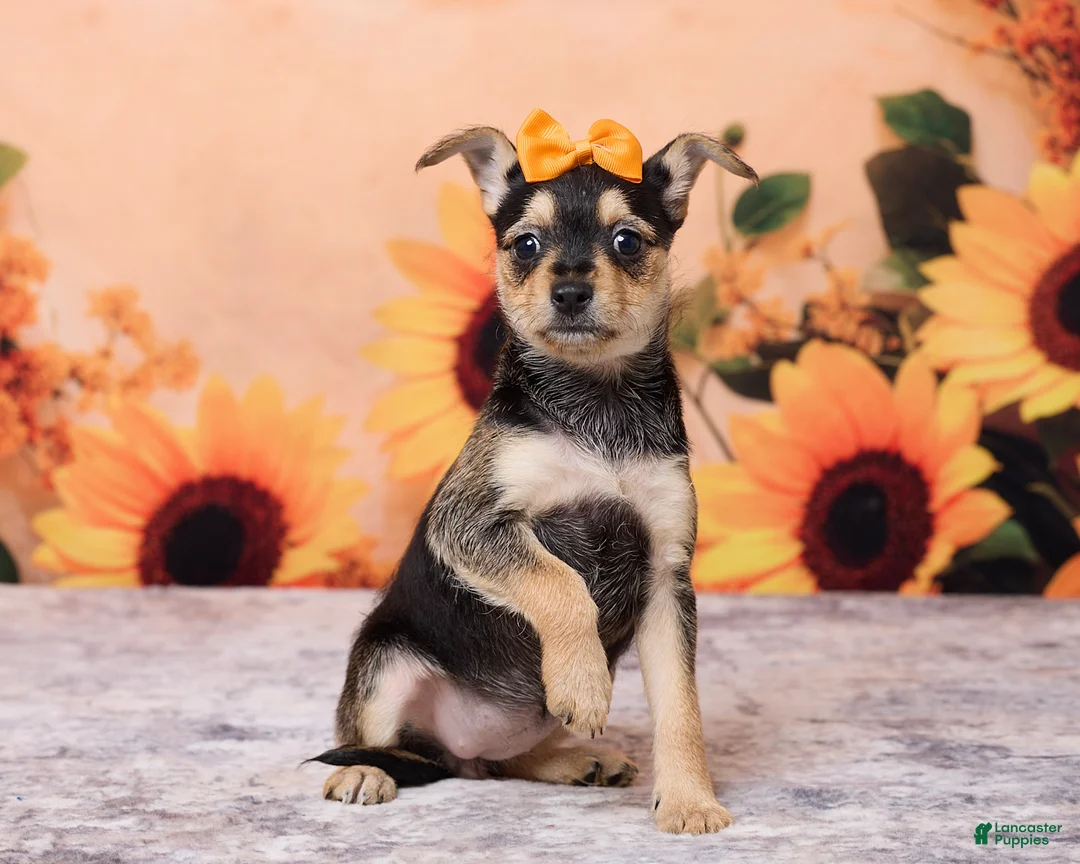 Chihuahua dogs for sale: Sally - Ad 1