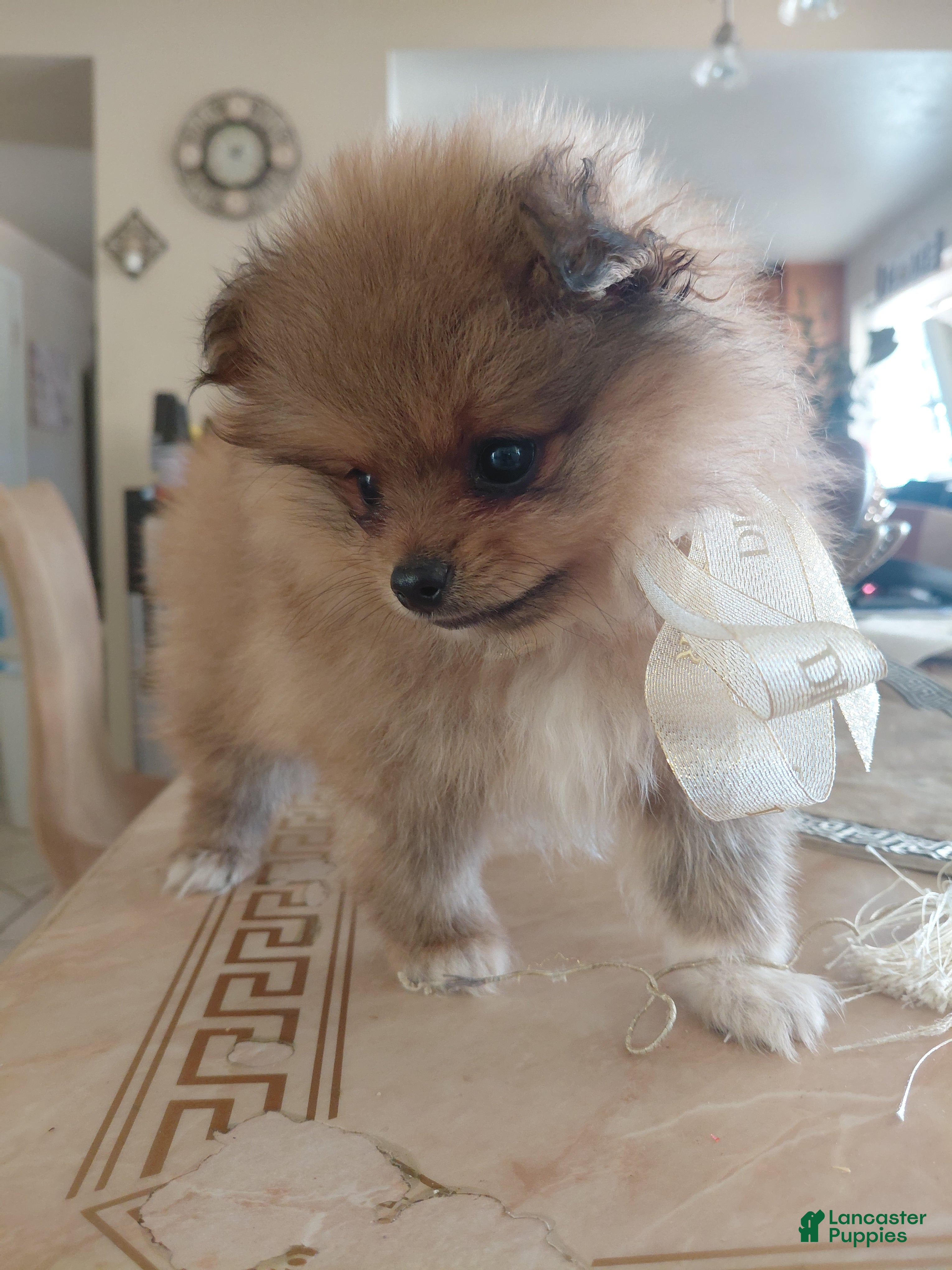 Pomeranian dogs Yogi bear 🐻 🥰 - Ad 1