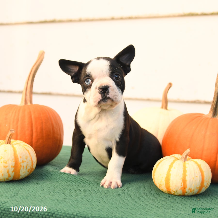 Boston Terrier dogs Angel - Ad 1