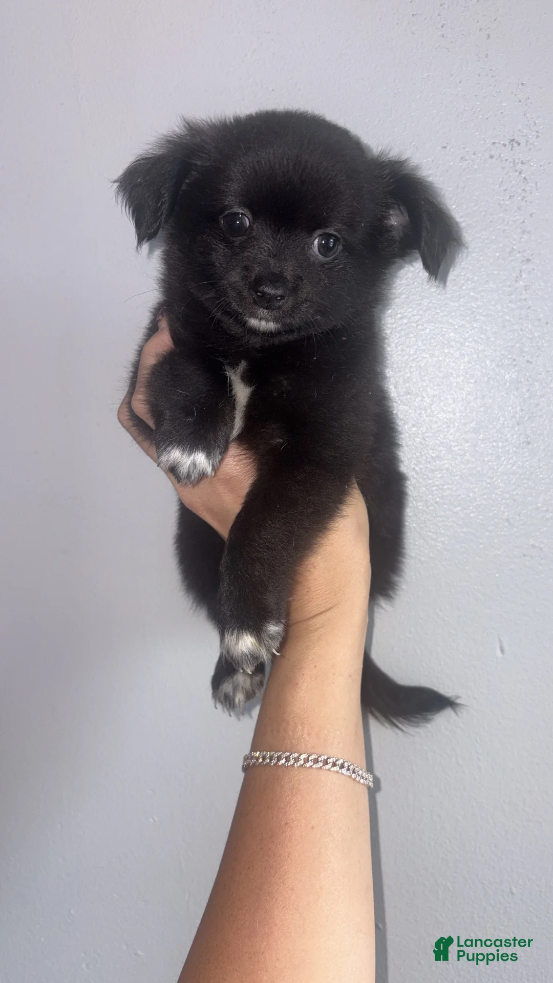 Chihuahua dogs for sale: Fluffy Chihuahua puppy male  - Ad 4