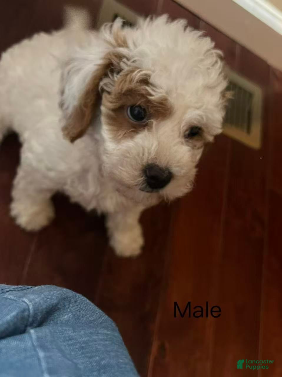 Cavapoo dogs Cavapoo Puppy 1 - Ad 2