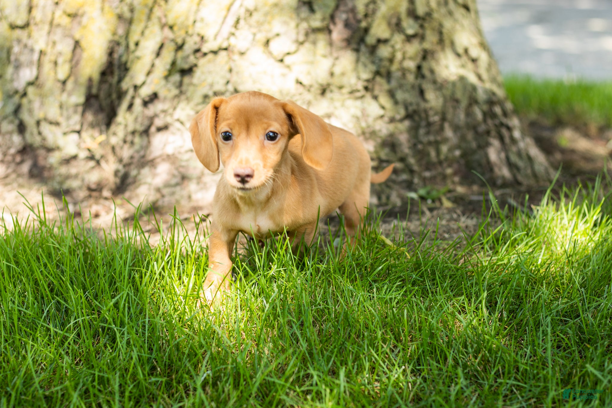 Miniature Dachshund dogs Bella  - Ad 14