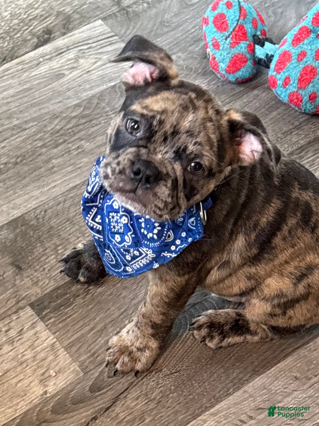 French Bulldog dogs for sale: French Bulldog Puppy 1 - Ad 2