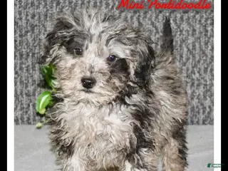 Mixed Breed dogs Tater - Ad 34