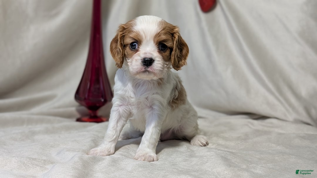 Cavalier King Charles Spaniel dogs for sale: Rover - Ad 6