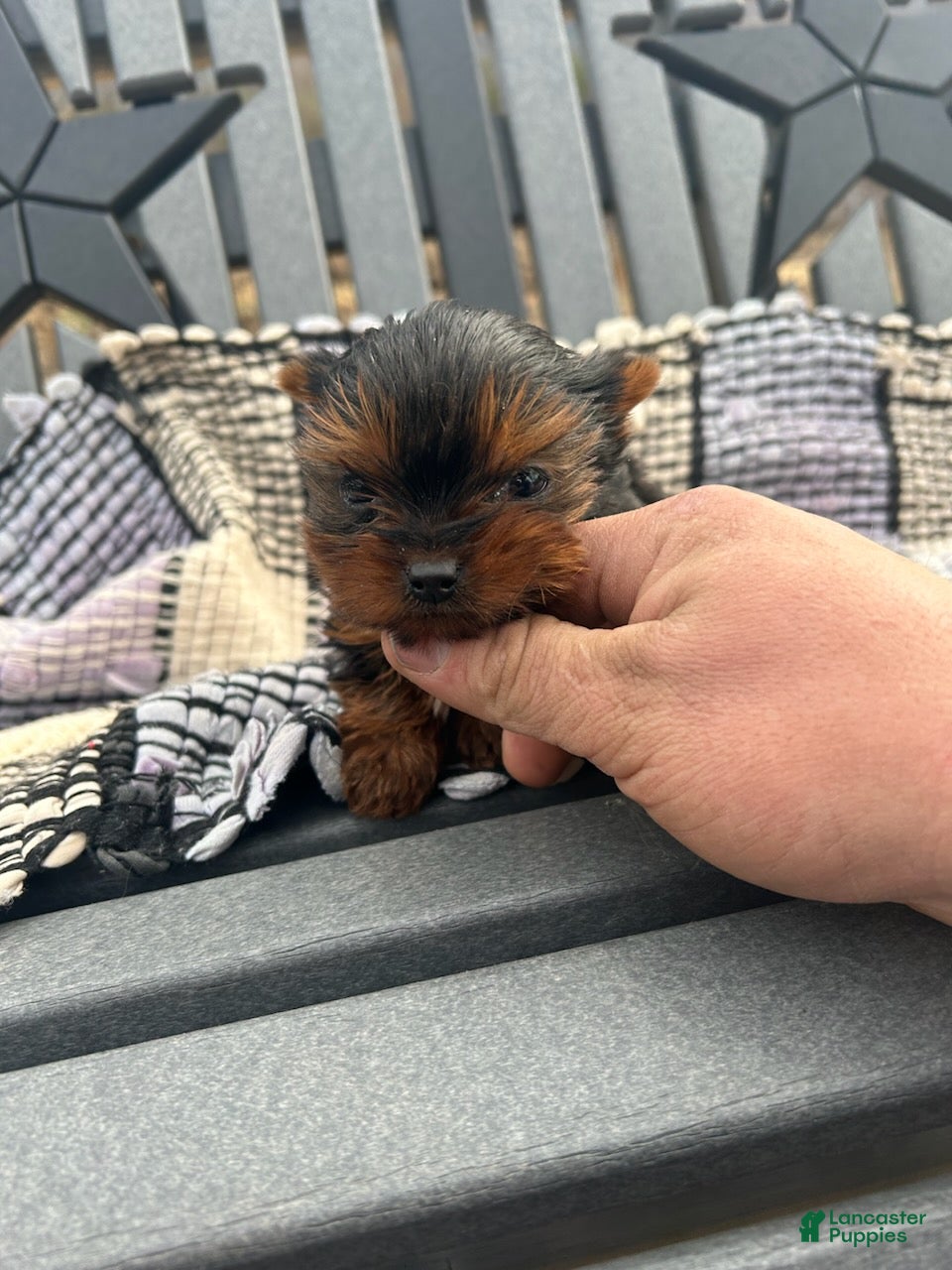 Yorkshire Terrier dogs Ashley - Ad 17