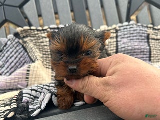 Yorkshire Terrier dogs Ashley - Ad 17