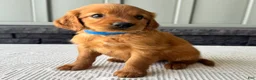 Mixed Breed dogs for sale: Ryder - Ad 3