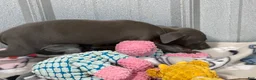 Italian Greyhound dogs for sale: Andy - Ad 3