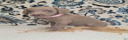 Weimaraner dogs for sale: Diamond - Ad 18