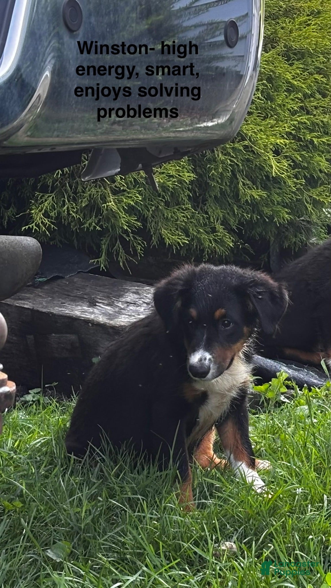 Miniature Australian Shepherd dogs for sale: #10 Winston - Ad 4