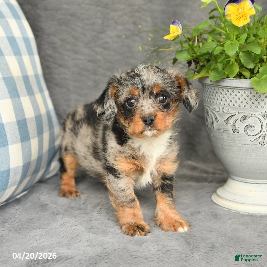 Mixed Breed dogs Lucky - Ad 2