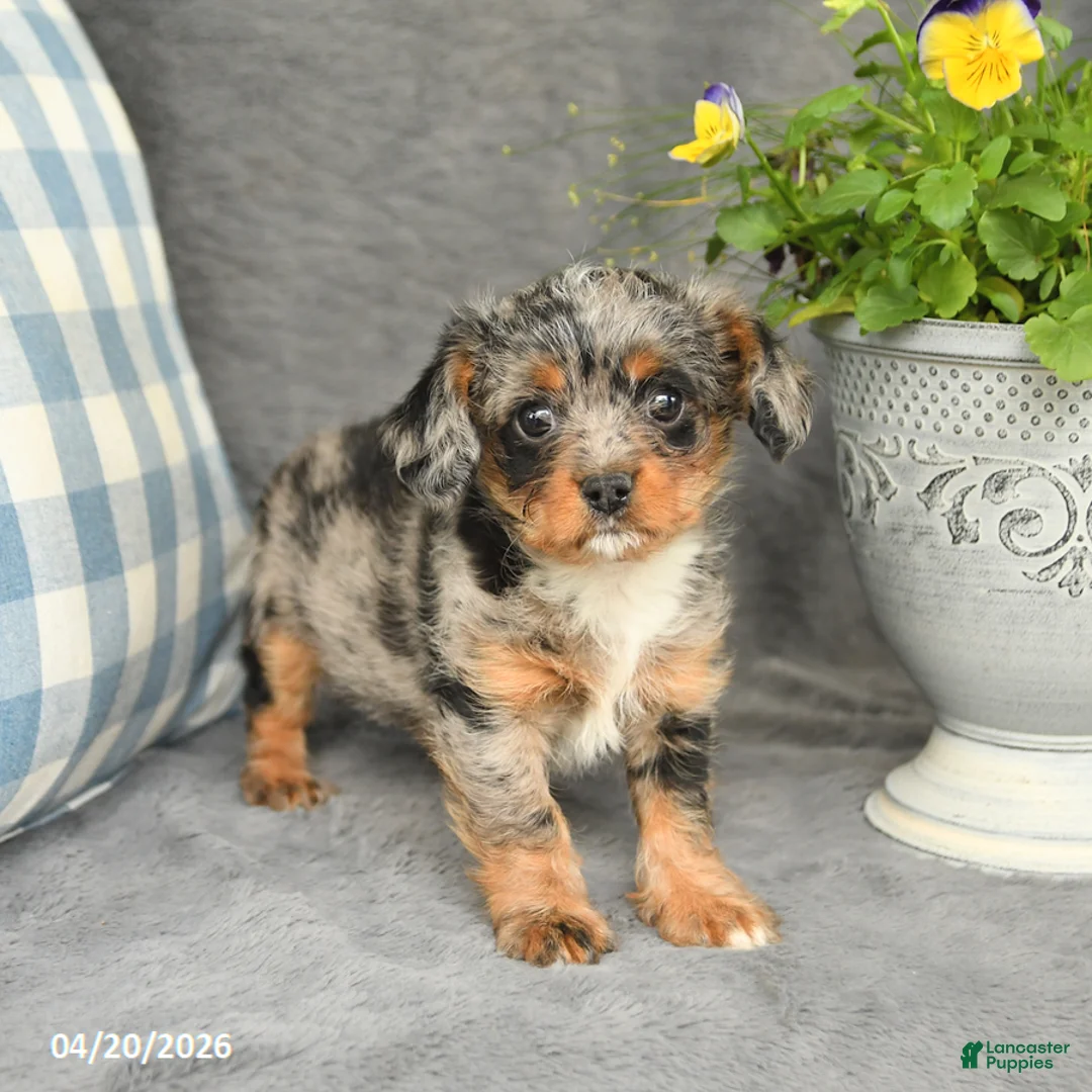 Mixed Breed dogs for sale: Lucky - Ad 2