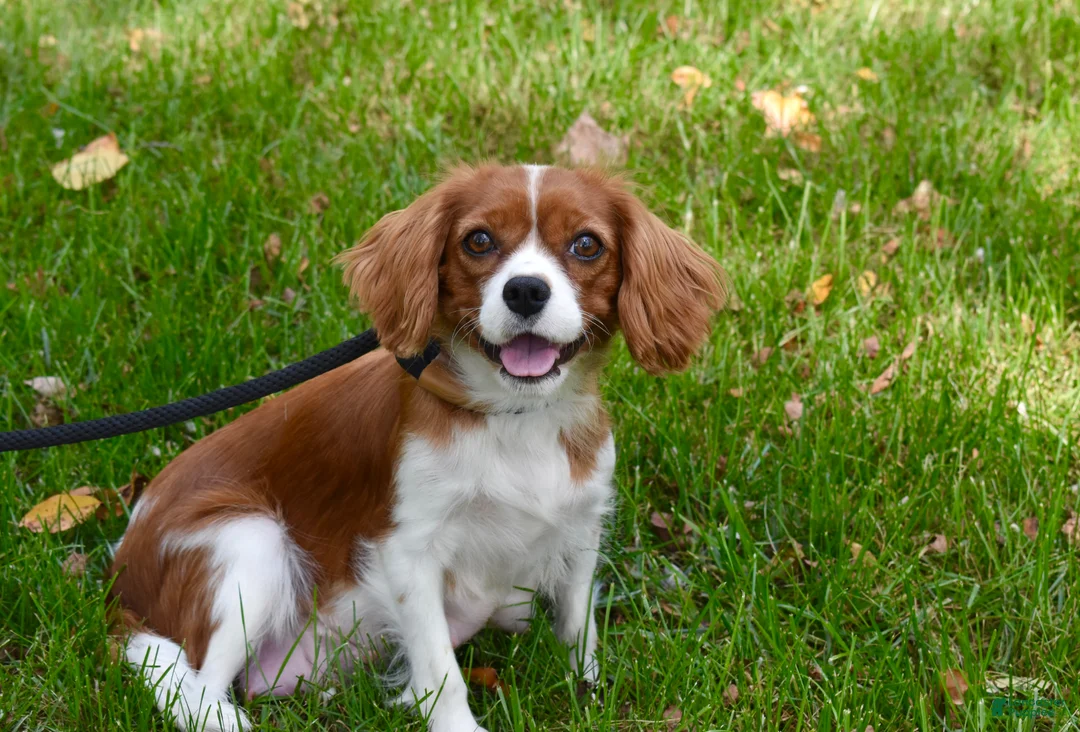 Cavalier King Charles Spaniel dogs for sale: Romeo  - Ad 10