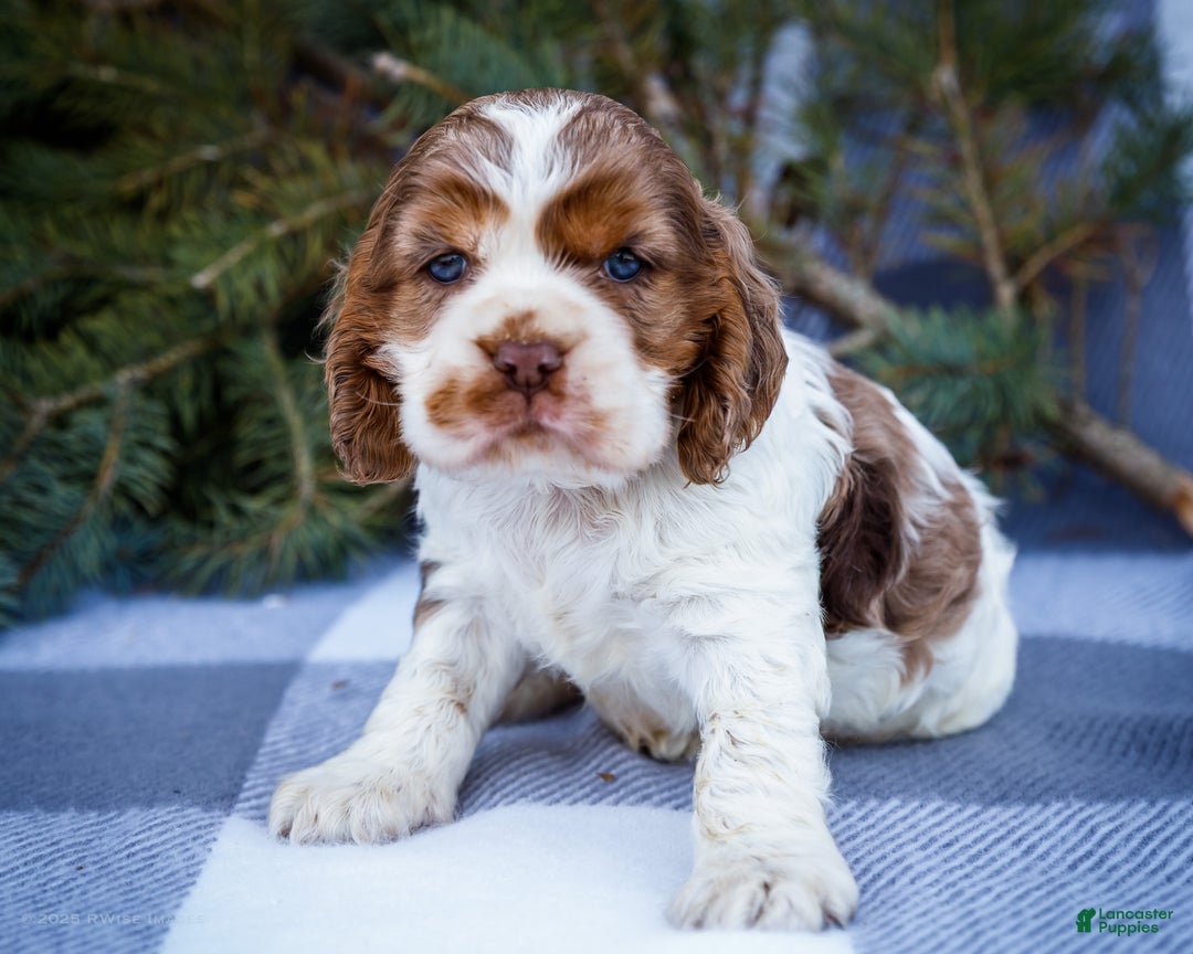 Cocker Spaniel dogs for sale: Cooper - Ad 3