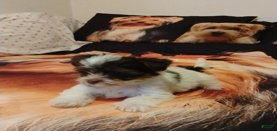 Gallery Image {{count}}