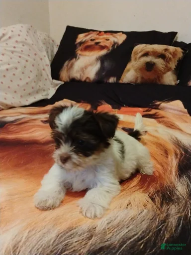 Gallery Image {{count}}