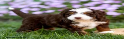 Mini Bernedoodle dogs for sale: Gunner - Ad 5