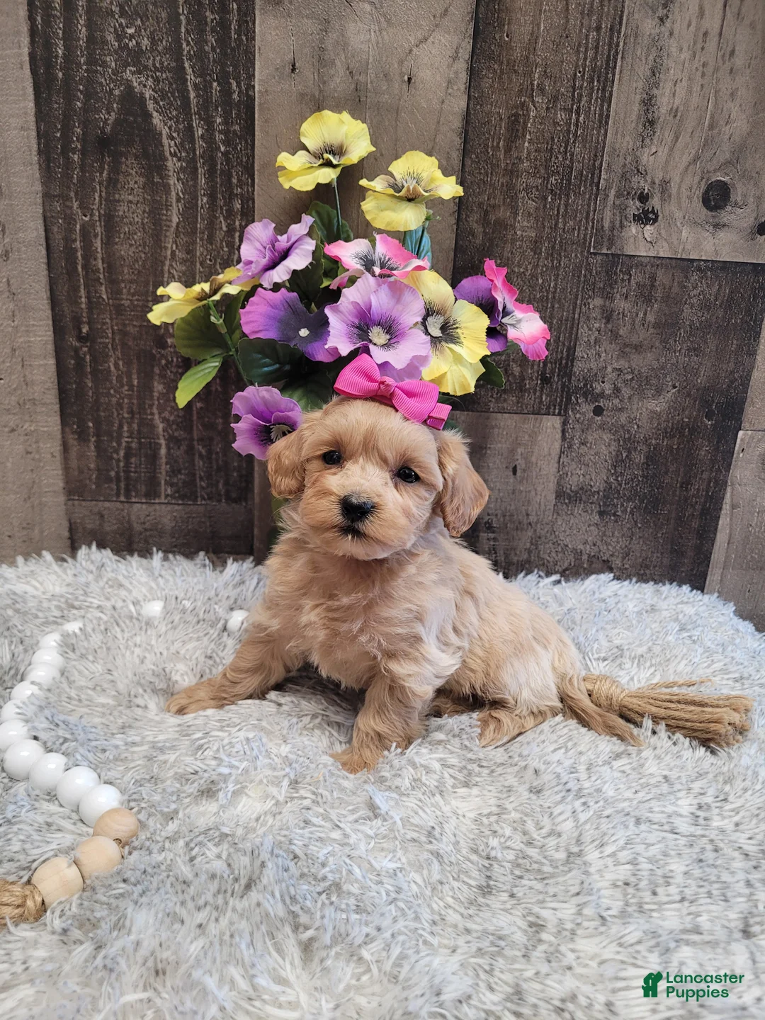 Mixed Breed dogs for sale: Haley - Ad 2