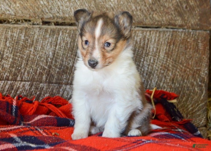 Sheltiedoodle dogs Ellie - Ad 7