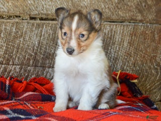 Sheltiedoodle dogs Ellie - Ad 7