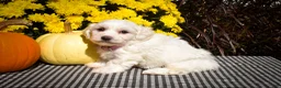 Maltese dogs for sale: Dream🌸 - Ad 10