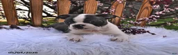 Boston Terrier dogs for sale: Winston - Ad 6