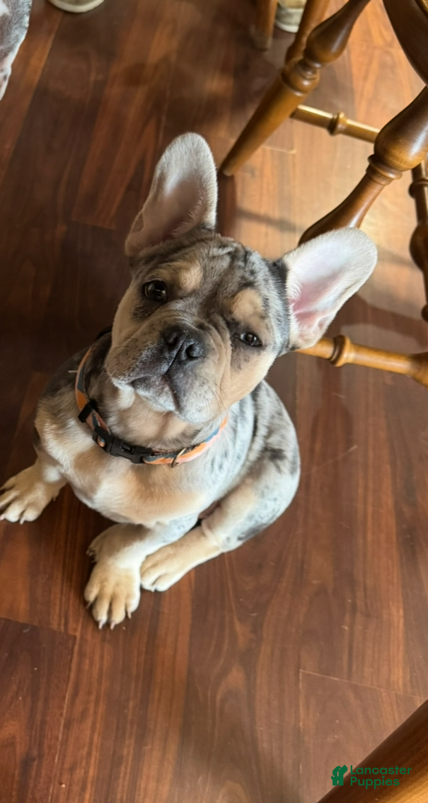 French Bulldog dogs French Bulldog Puppy 1 - Ad 27