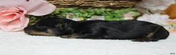 Yorkiepoo dogs for sale: Pedro  - Ad 11