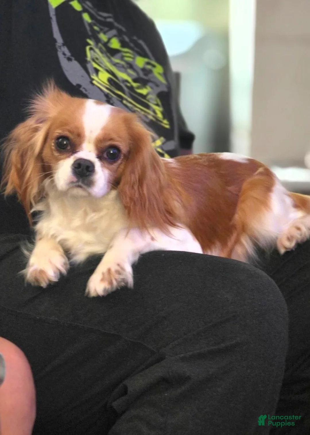 Cavalier King Charles Spaniel dogs for sale: Cavalier King Charles Spaniel 1 - Ad 2