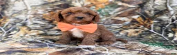 Cavapoo dogs for sale: Nacho - Ad 3