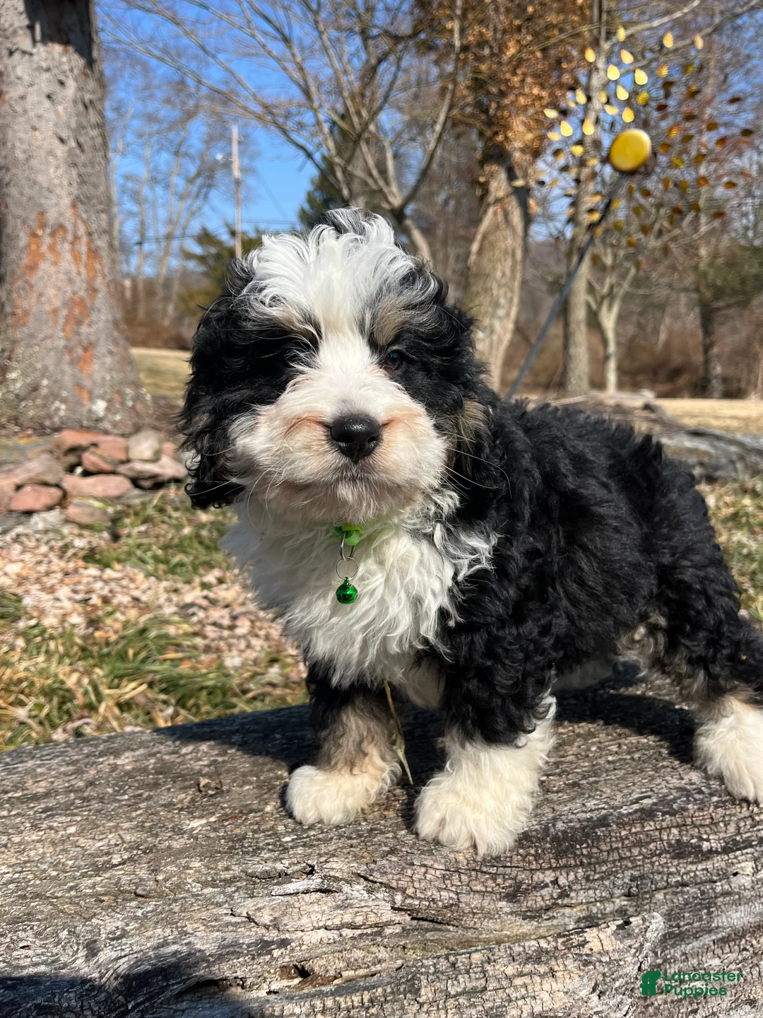 Mini Bernedoodle dogs for sale: Bourbon - Ad 1