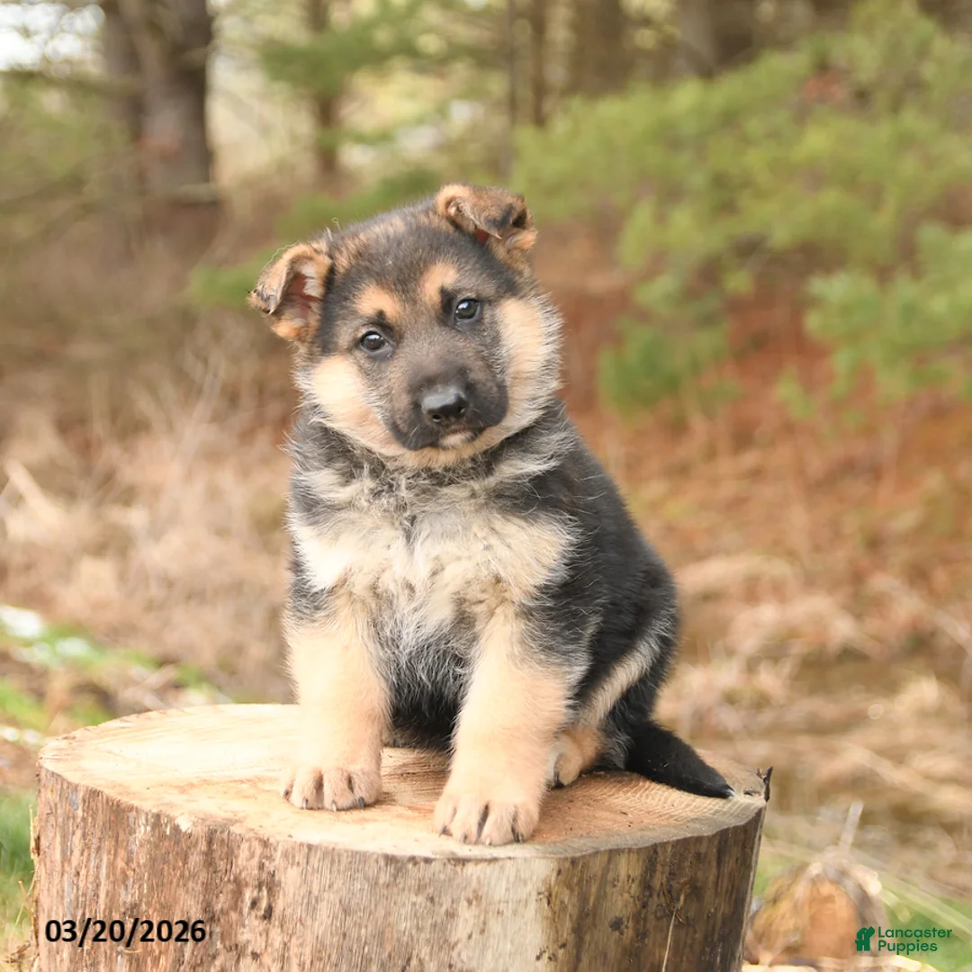 German Shepherd dogs for sale: Hunter - Ad 2