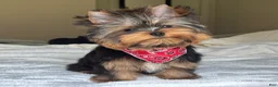 Yorkshire Terrier dogs for sale: Cody - Ad 10