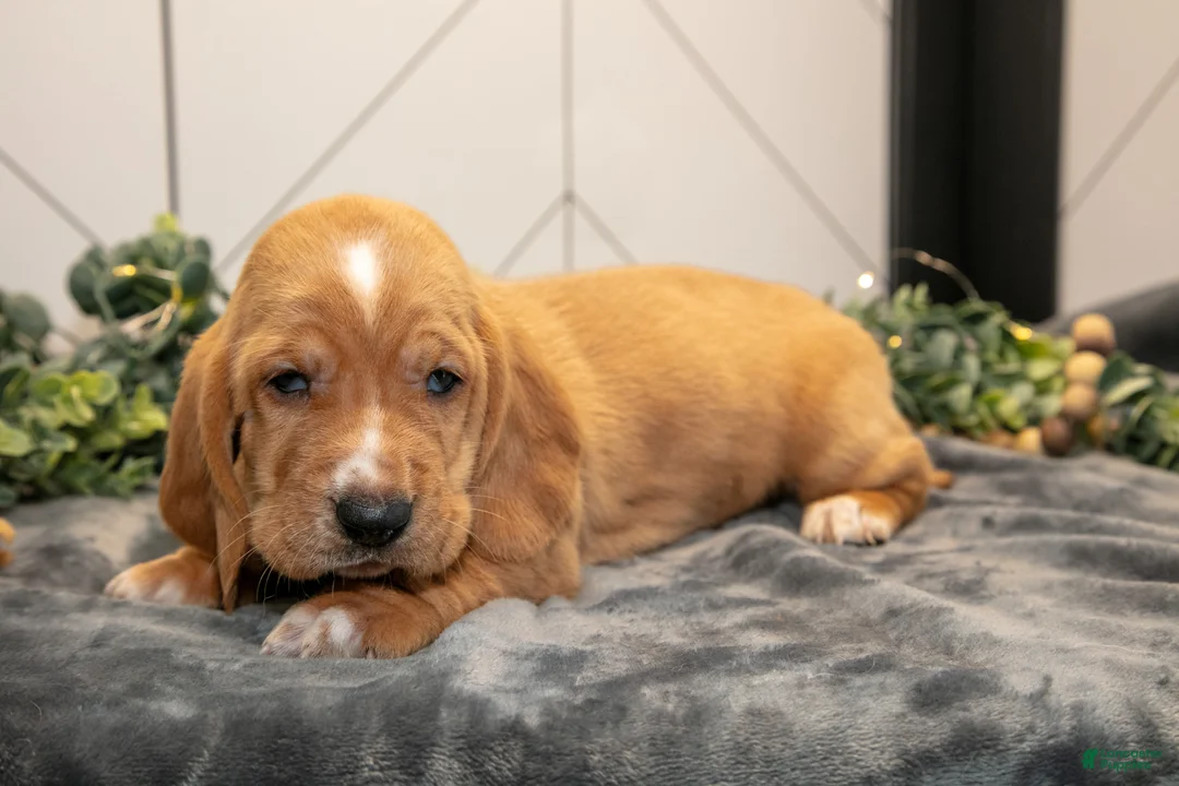 Basset Hound dogs for sale: Diesel - Ad 1