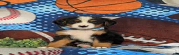 Bernese Mountain Dog dogs for sale: Brody - Ad 2