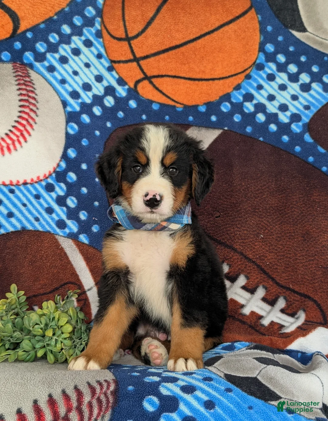 Bernese Mountain Dog dogs for sale: Brody - Ad 2