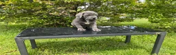 Cane Corso dogs for sale: Cane Corso Puppy 6 - Ad 1
