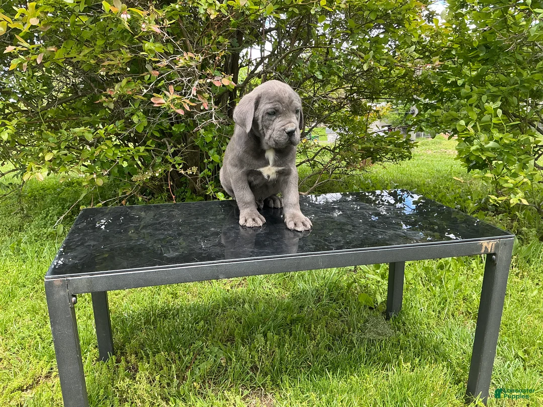 Cane Corso dogs for sale: Cane Corso Puppy 6 - Ad 1